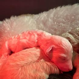 Skye - Cream female Poodle puppy in Prosperity, Pennsylvania from Stelladoodles & Company