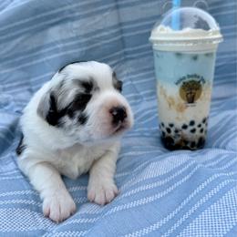 Boba - Blue merle female Miniature Australian Shepherd puppy in Clarksville, Tennessee from Southern Oak Pups