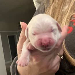 Mr Black - Light golden male Golden Retriever puppy in Galt, California from Golden Hearts Ranch English Cream Retrievers