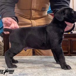 Cane Corso Puppies from Top Gun Cane Corso