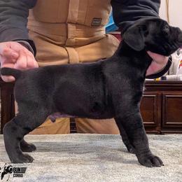 Cane Corso Puppies from Top Gun Cane Corso