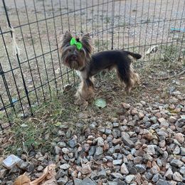 Gentry - Yorkshire Terrier