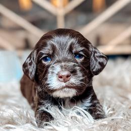 Booker - Chocolate male Australian Labradoodle puppy in Decatur, Alabama from Southern Meadows Doodles