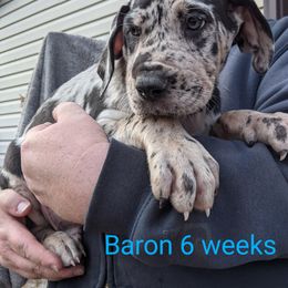Great Dane Puppies from F&B Kennels