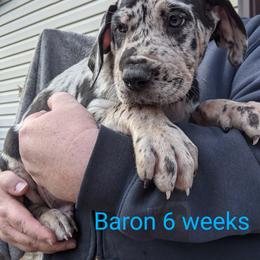 Great Dane Puppies from F&B Kennels