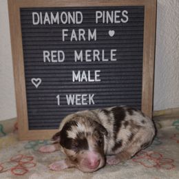 Teal - Red merle male Australian Shepherd puppy in Camp Verde, Arizona from Diamond Pines Farm