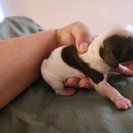 AKC Yahtzee - Brown and white female Cocker Spaniel puppy in New Market, Tennessee from Down in the Holler