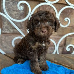 Surf - Chocolate male Cavapoo puppy in Central, Arizona from Desert Valley Doodles