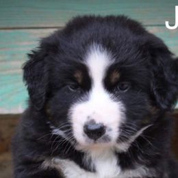 Miniature Australian Shepherds and Toy Australian Shepherds from 6C Aussies