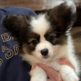 Girl 1 - White and sable female Papillon puppy in Georgia from Tylane Papillons