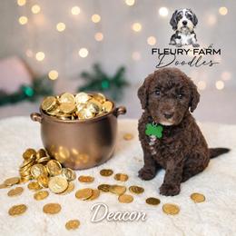 Deacon - Brown male Whoodle puppy in Knoxville, Tennessee from Fleury Farm Doodles TN