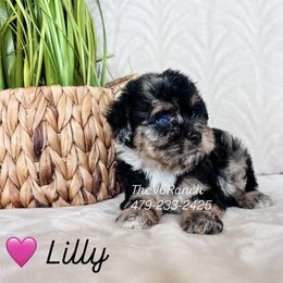 Girl 1 - female Aussiedoodle puppy in Sulphur Bluff, Texas from V6 Ranch Dogs