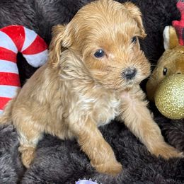 Clove - CF0546 - Caramel ice female Australian Labradoodle puppy in Easley, South Carolina from Royal Diamond Labradoodles