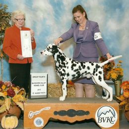Dalmatians and Whippets from Primetime Whippets and Hapi-Dal Dalmatians