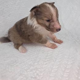 Indy - Sable merle and white male Shetland Sheepdog puppy in Citra, Florida from Southpaw Herders LLC