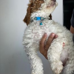 Bernedoodle, Goldendoodle, and Poodle Puppies from Barlow’s Poodles and  Doodles