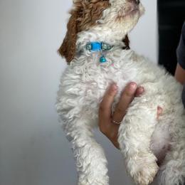 Bernedoodle, Goldendoodle, and Poodle Puppies from Barlow’s Poodles and  Doodles