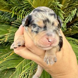Zeus - Blue merle male Aussiedoodle puppy in Norco, California from DLT MiniAussie