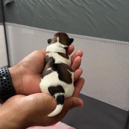 White - Gold and white female Shih Tzu puppy in Winston Salem, North Carolina from Shihtzuandoodlenc.LLC