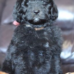 Poodle Puppies from Timber Hills Poodles and Doodles