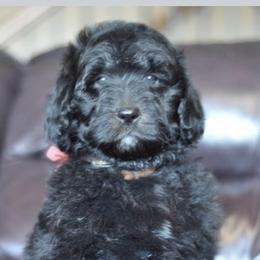 Poodle Puppies from Timber Hills Poodles and Doodles