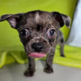 Kristoff - Merle male Chihuahua puppy in West New York, New Jersey from Pixie’s Magical Puppies