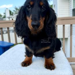 Yellow Girl - Black and tan female Dachshund puppy in Imperial, Missouri from Bea’s Dackel Haüs