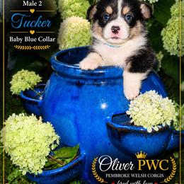 Boy 2 - Black and tan male Pembroke Welsh Corgi puppy in Chesterton, Indiana from Oliver Pembroke Welsh Corgis