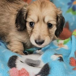Girl 2 - Cream female Dachshund puppy in Hotchkiss, Colorado from Leroux Creek Cream Dachshunds