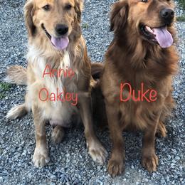 "Mom & Dad are inseparable!" Golden Retriever Puppies from Karen's Goldens