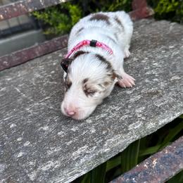 Girl 1 - flower - red merle - Red merle female Border Collie puppy in Minden, Iowa from Rocking N Registered Border Collies & Labradors