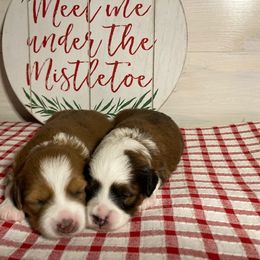Aussiedoodle and Goldendoodle Puppies from Delaryedoodles