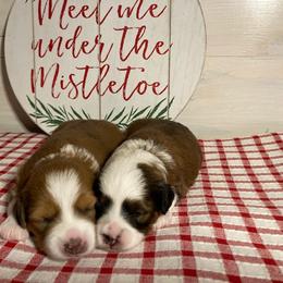 Aussiedoodle and Goldendoodle Puppies from Delaryedoodles