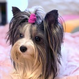 Zoe - Biewer Terrier