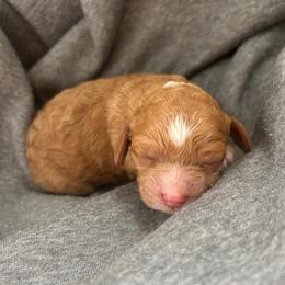 Bronco - Red male Cockapoo puppy in Egg Harbor City, New Jersey from Grace Given Cockapoos (GGC)