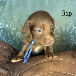 Rip - Chocolate male Dachshund puppy in Lexington, Oklahoma from BooneDox Miniature Dachshunds