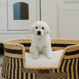 Buffy - Light golden female Golden Retriever puppy in Manti, Utah from Arrowhead Kennels