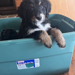 Bernedoodle Puppies from A MAYSING Bernedoodles