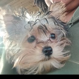 Chloe - Black and gold female Yorkshire Terrier puppy in Baton Rouge, Louisiana from Yorkies of Color