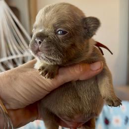 Lilac Fawn Boy(Orange collar)(Truly x Drip) - Tricolors male French Bulldog puppy in Gulf Breeze, Florida from SW Frenchies