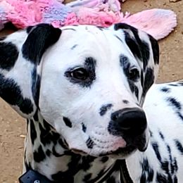Dalmatians from Antietam Dalmatians