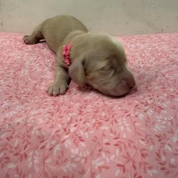 Sky - Cream female Dachshund puppy in Marshfield, Missouri from Hilltop Kennel LLC