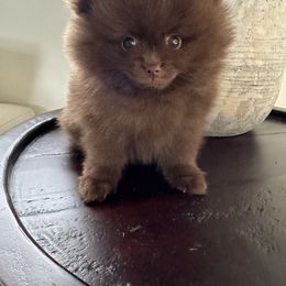 Pomeranian Puppies from Mendocino Pomeranians