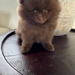 Pomeranian Puppies from Mendocino Pomeranians