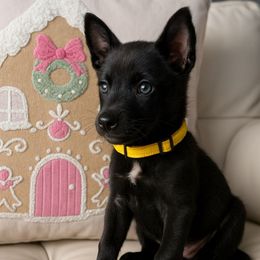 Bandit - Gold brindle male Dutch Shepherd puppy in San Diego, California from TecK9s