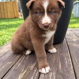 Xaden - Red and white male Siberian Husky puppy in Oakwood, Ohio from Moonlight Siberian Huskies