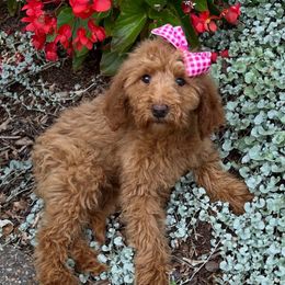 Lilly Sue - Apricot female Goldendoodle puppy in Centralia, Missouri from Oodles Of Doodles Mo.