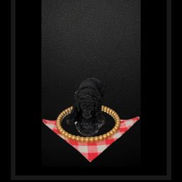 Jiminy - Phantom Poodle puppy in Maryville, Missouri from Paw Print Poodles