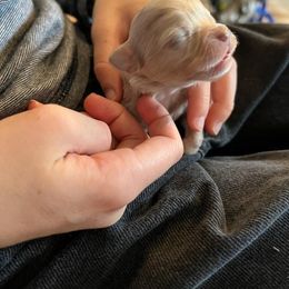 Chihuahua Puppies from Hawk's Eye Homestead