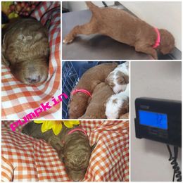 Goldendoodle and Poodle Puppies from Heavenly poodle and doodle
